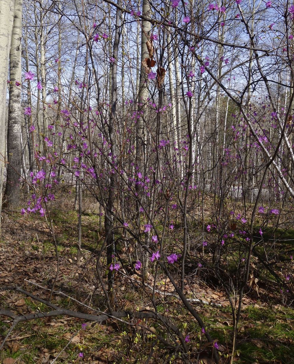 Image of Rhododendron dauricum specimen.