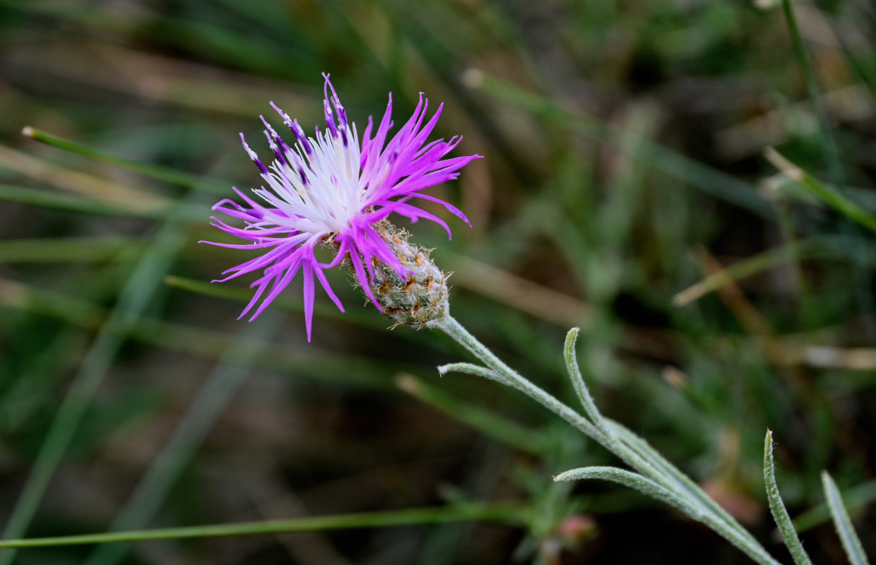 Изображение особи род Centaurea.