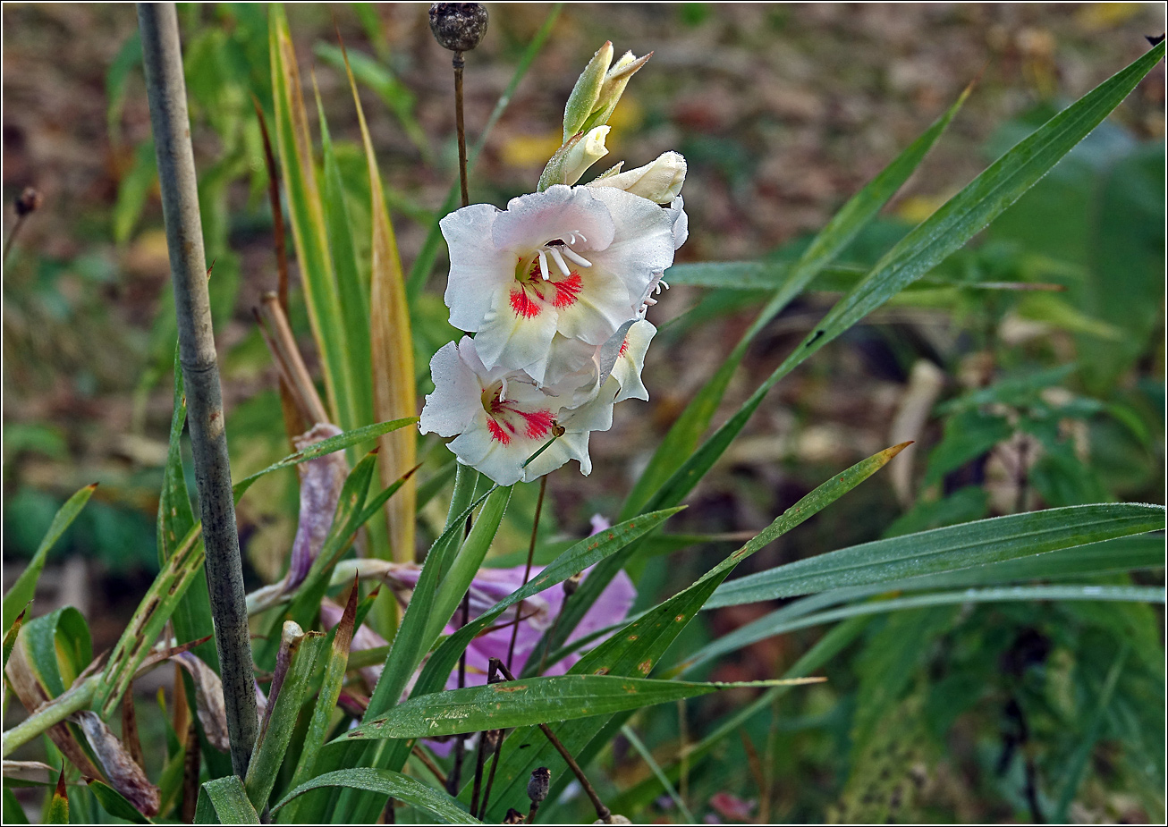 Image of Gladiolus &times; gandavensis specimen.