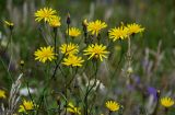 Crepis sonchifolia. Верхушки побегов с соцветиями. Чечня, Веденский р-н, ущелье р. Хулхулау, луговой склон. 25.07.2022.