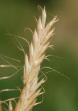 Bromus squarrosus