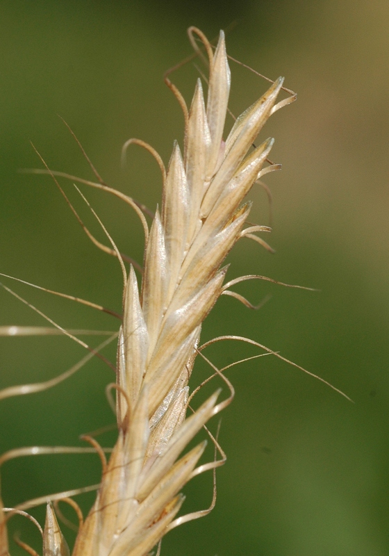 Image of Bromus squarrosus specimen.