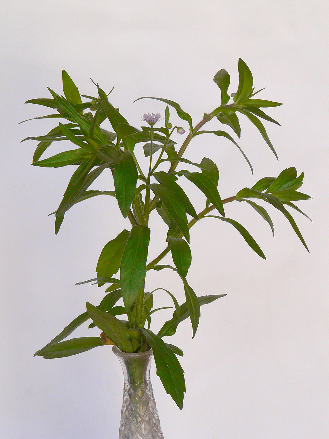 Image of Erigeron annuus specimen.