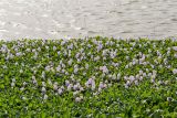 Eichhornia crassipes. Заросль цветущих растений. Израиль, г. Ришон-ле-Цион, искусственное озеро. 25.11.2023.