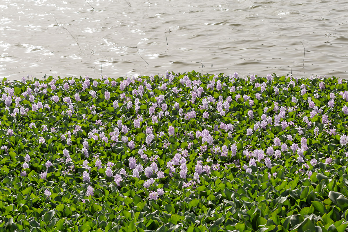 Изображение особи Eichhornia crassipes.