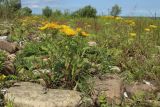 Inula britannica. Цветущие растения в сообществе с Puccinellia, Potentilla anserina и Vicia cracca. Новгородская обл., геологический памятник \"Ильменский глинт\", окр. дер. Ретлё, побережье оз. Ильмень, каменистый (известняковый) пляж, низкотравный луг. 25.07.2023.