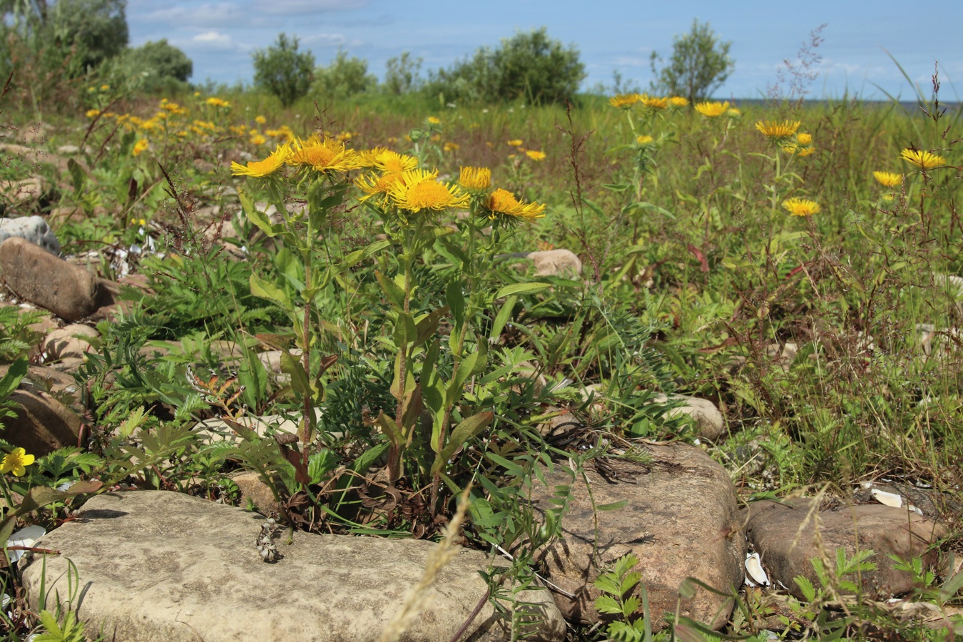 Image of Inula britannica specimen.