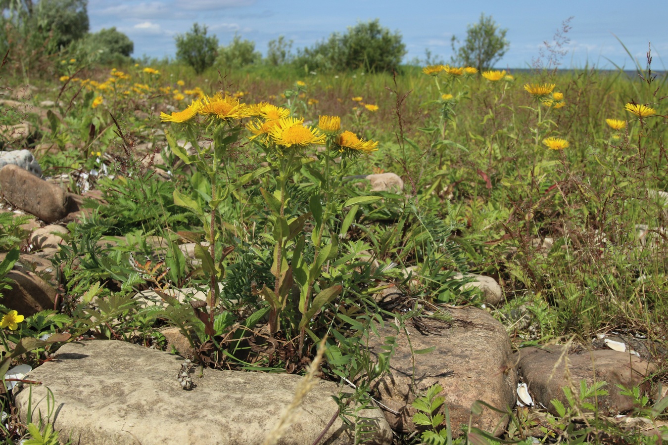 Изображение особи Inula britannica.