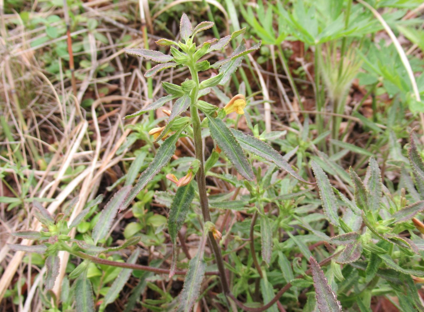 Image of Pedicularis labradorica specimen.