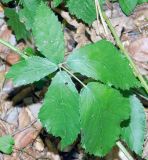 Rubus ibericus