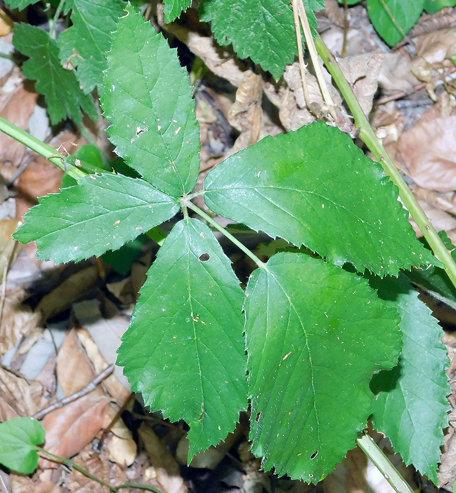 Изображение особи Rubus ibericus.