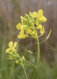 Sinapis alba subspecies mairei. Верхушка побега с соцветием с цветками, бутонами и завязавшимися плодами. Испания, автономное сообщество Каталония, провинция Жирона, комарка Альт-Эмпорда, муниципалитет Сан-Педро-Пескадор, берег р. Флувиа. 07.04.2024.