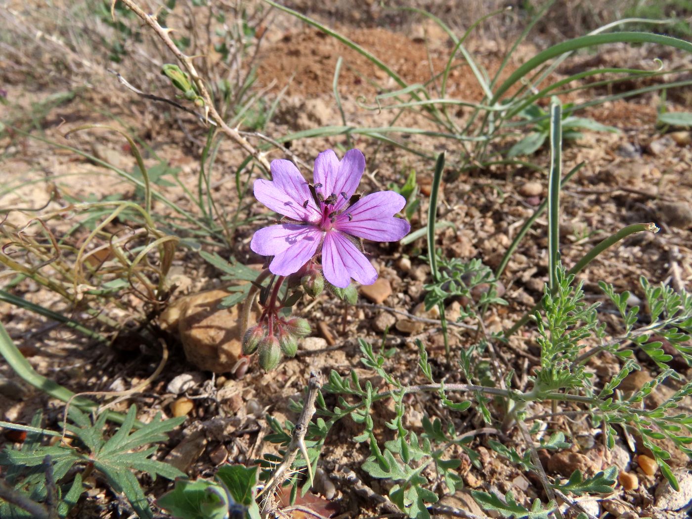 Image of Geranium transversale specimen.