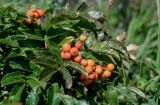 Sorbus sambucifolia. Соплодие и верхушки листьев. Сахалин, гор. округ Долинский, мыс Острый, приморский луг. 13.08.2023.