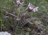 Pedicularis semenowii