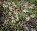 Erigeron annuus. Соцветия-корзинки. Абхазия, Гудаутский р-н, окр. с. Лдза, разнотравный луг. 11.04.2024.