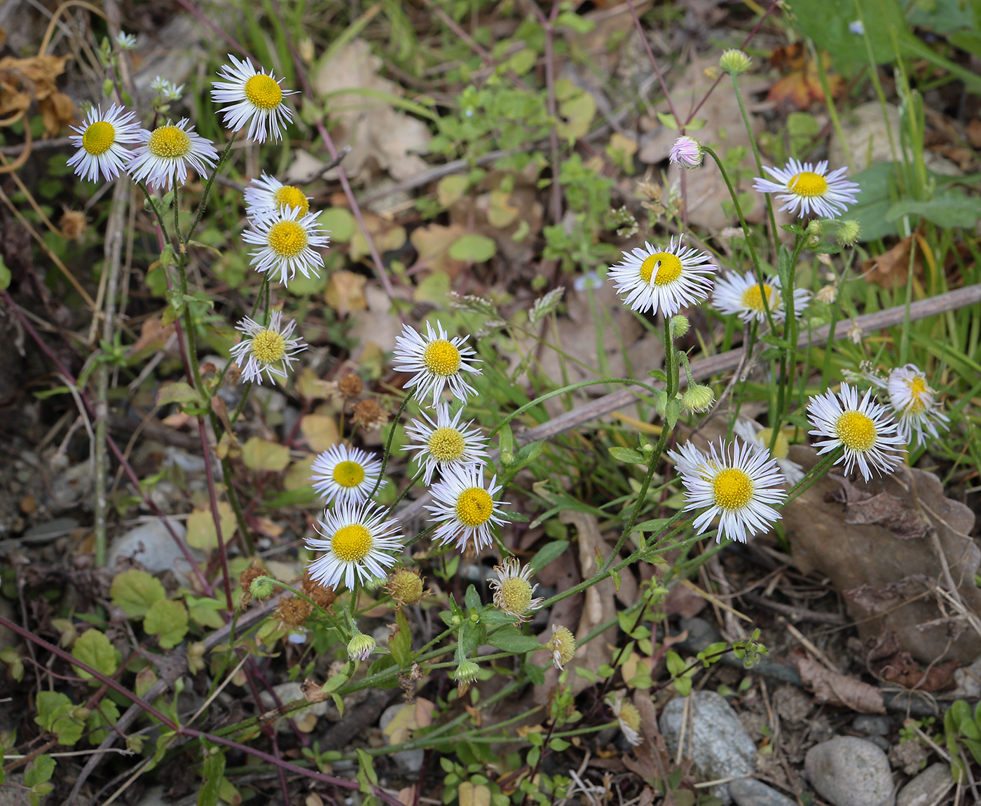 Изображение особи Erigeron annuus.
