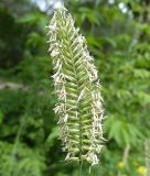 Agropyron pectinatum