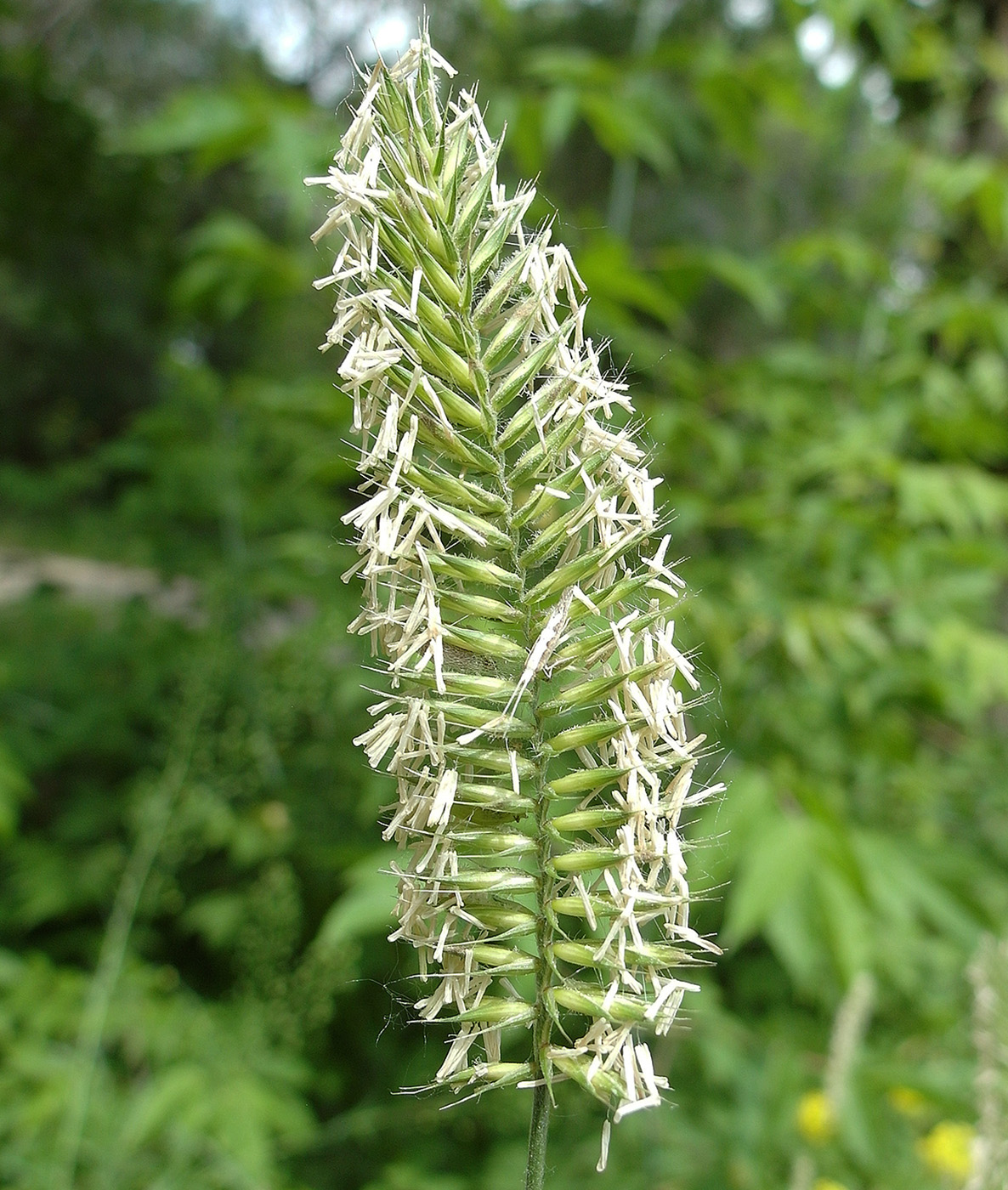Изображение особи Agropyron pectinatum.