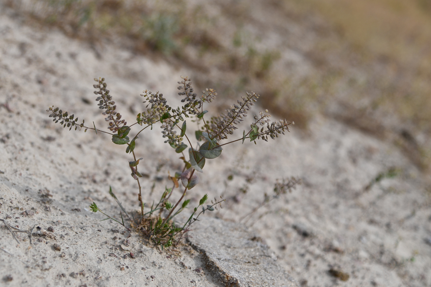 Изображение особи Lepidium perfoliatum.