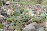 Onobrychis chorassanica