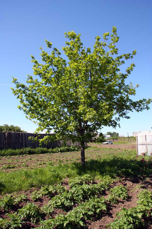 Изображение особи Quercus robur.