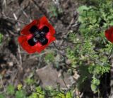 род Papaver. Цветок и плоды. Грузия, Мцхета-Мтианети, окр. монастыря Джвари, луг. 6 мая 2019 г.