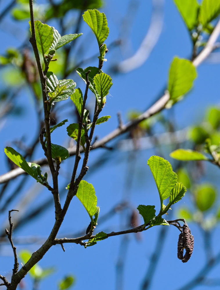 Image of Alnus glutinosa specimen.