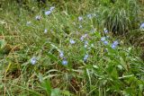Anchusa azurea