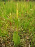 Ophioglossum vulgatum. Спороносящее растение. Нидерланды, провинция Groningen, национальный парк Lauwersmeer, влажная луговина. 27 июня 2009 г.