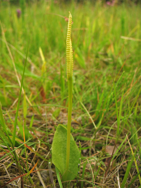 Изображение особи Ophioglossum vulgatum.