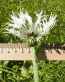 Centaurea cheiranthifolia
