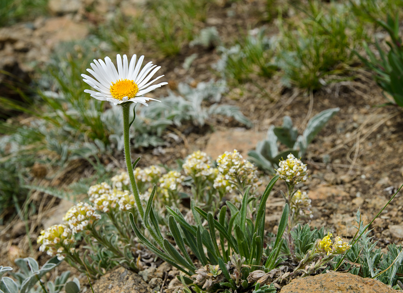 Image of Aster serpentimontanus specimen.