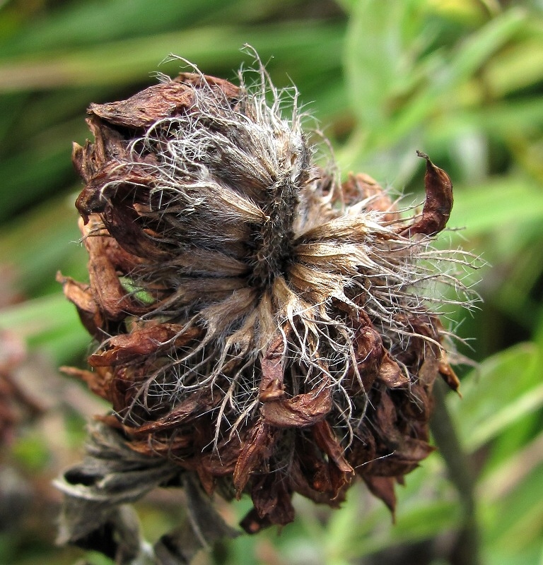 Изображение особи Trifolium pratense.