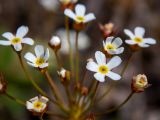 Androsace septentrionalis