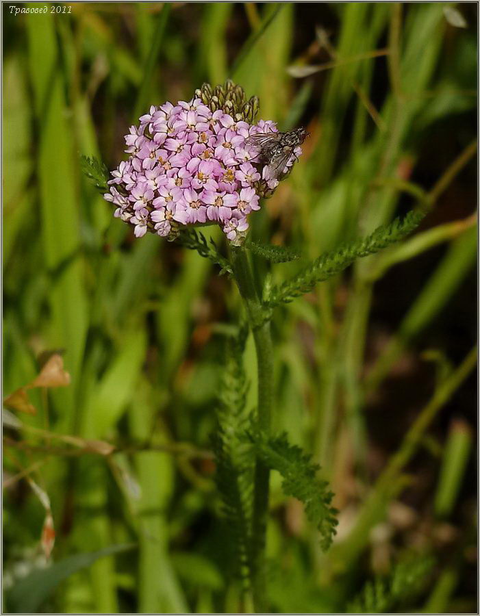 Image of Achillea millefolium specimen.