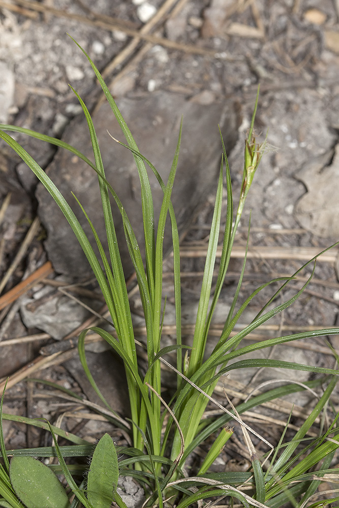 Image of Carex halleriana specimen.