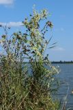 Fallopia dumetorum. Плодоносящее растение на побегах Cirsium arvense и Phragmites australis. Беларусь, Витебская обл., окр. пос. Езерище, берег оз. Езерище, суходольный луг. 29.08.2024.