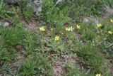 genus Ranunculus. Цветущие растения. Турция, ил Карс, окр. г. Дигор, участок ущелья р. Дигор в 1 км ниже монастыря Хтзконк, левый борт ущелья, луг. 19 мая 2025 г.
