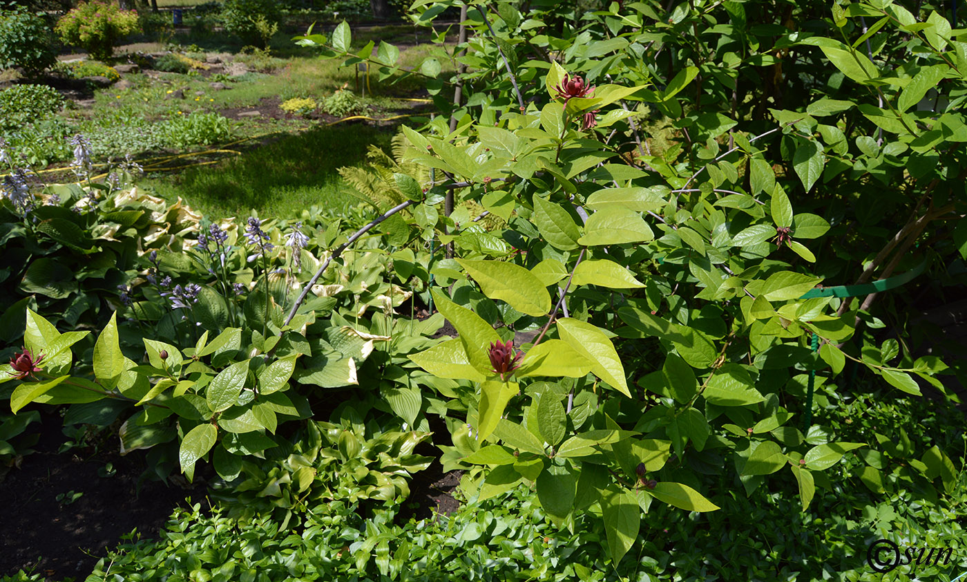Image of Calycanthus floridus specimen.