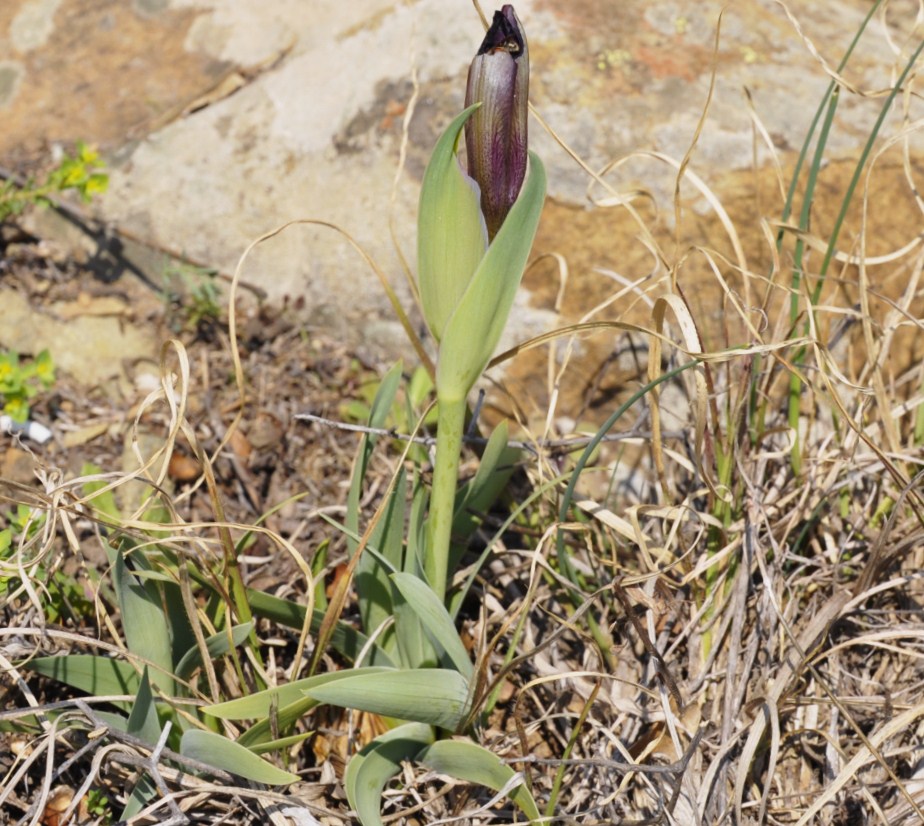 Изображение особи Iris reichenbachii.