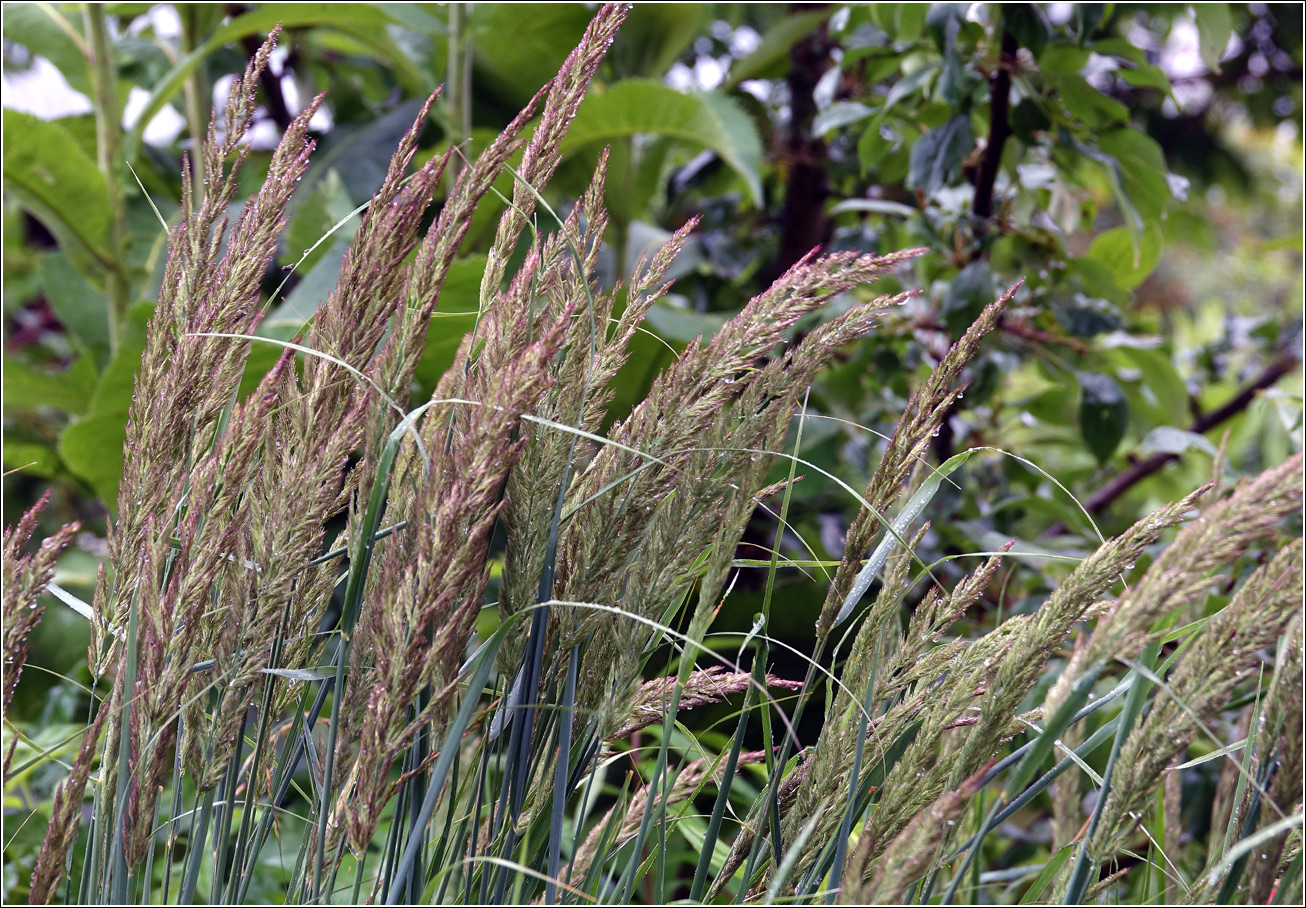 Image of Calamagrostis epigeios specimen.