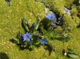 Gentiana karelinii
