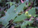Hypericum androsaemum