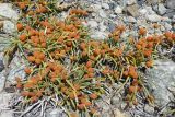 Ephedra fedtschenkoae. Растения с незрелыми фруктификациями. Таджикистан, Горно-Бадахшанская автономная обл., Рушанский р-н, хр. Северо-Аличурский, Ирхтские горы, Сарезское оз., Ирхтский залив, дол. р. Лянгар, выс. ≈ 3300 м н.у.м., сцементированное каменистое поле селевого выноса. 8 июля 2025 г.