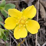 Potentilla incana