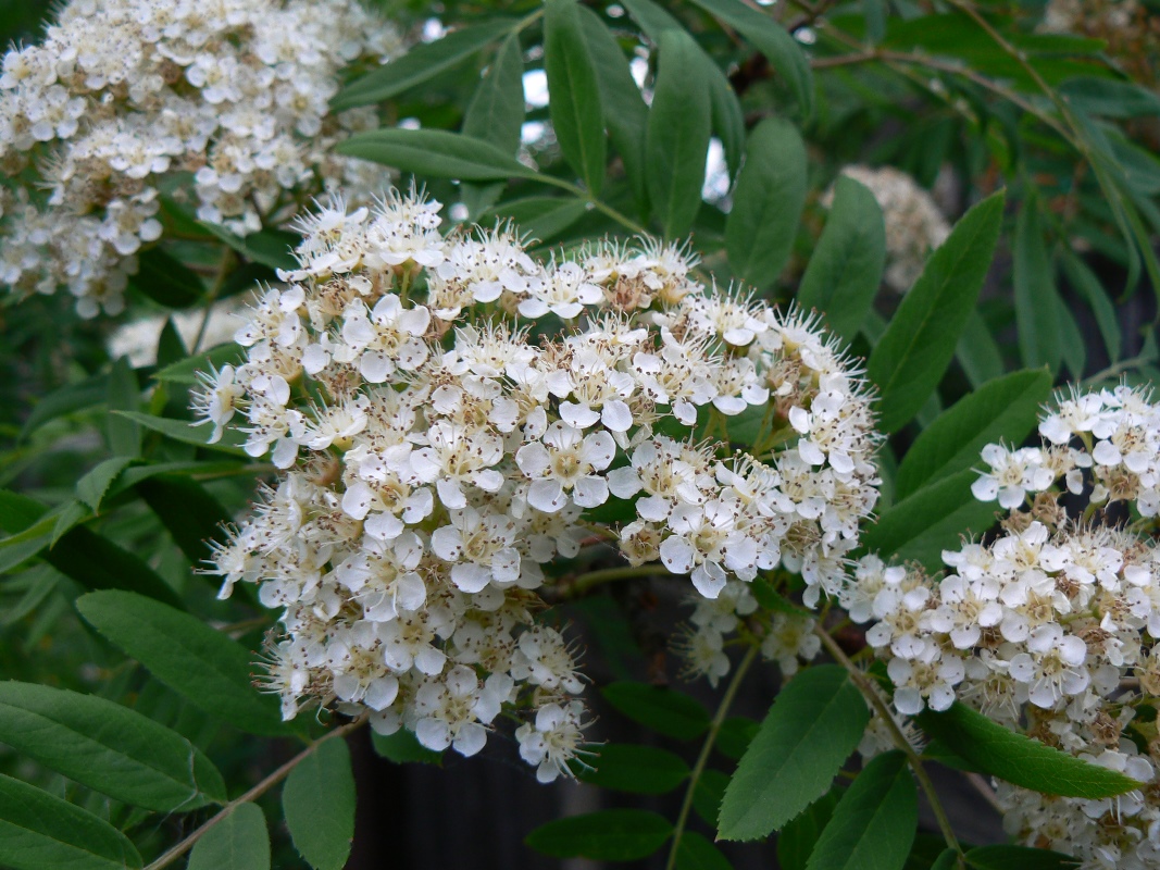 Image of genus Sorbus specimen.