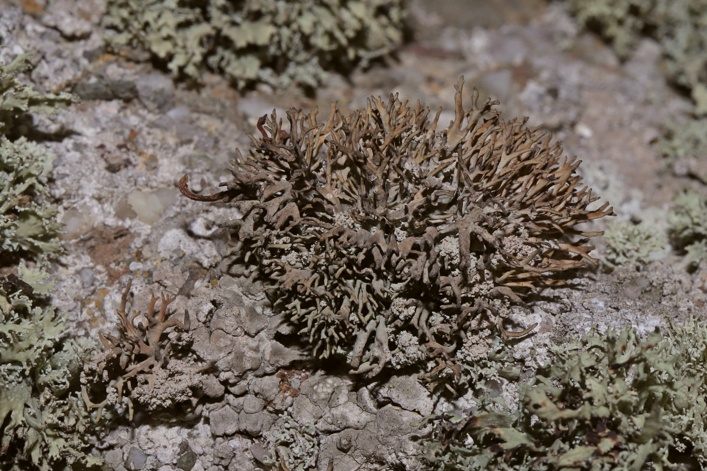 Image of Roccella phycopsis specimen.