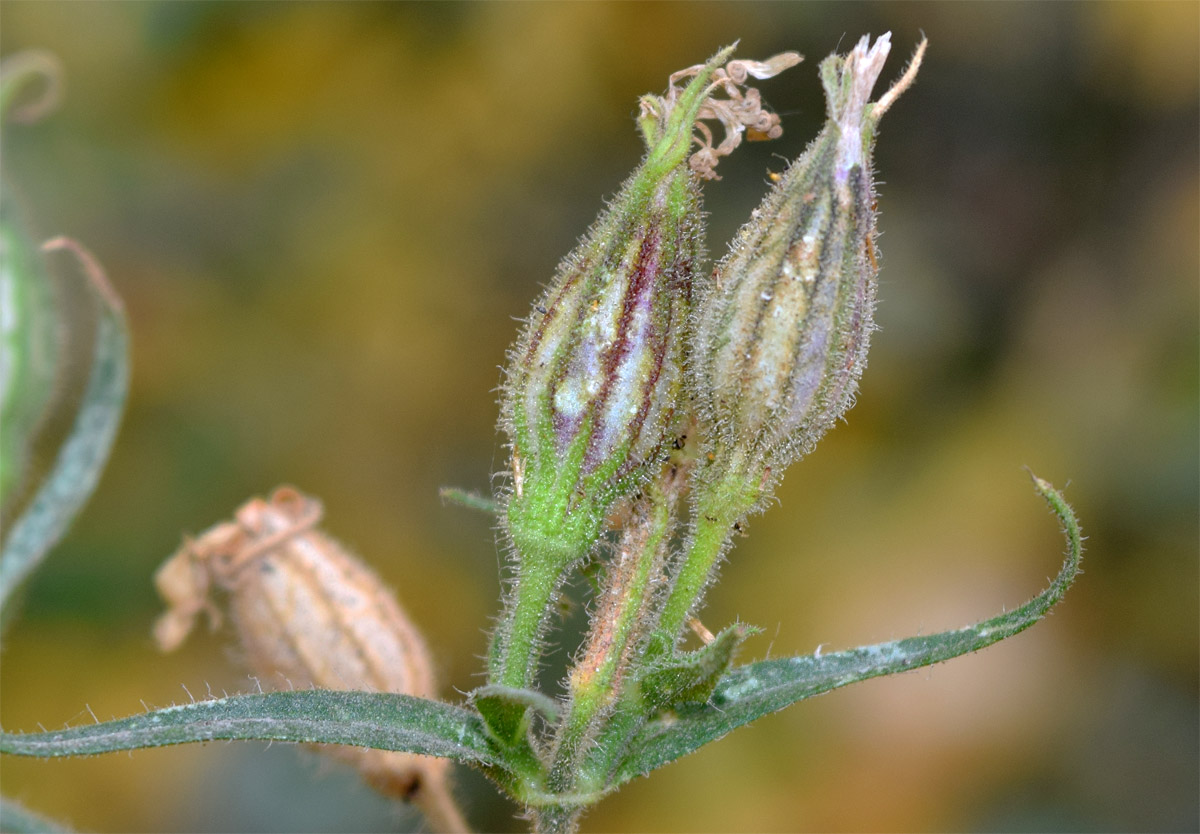 Изображение особи семейство Caryophyllaceae.