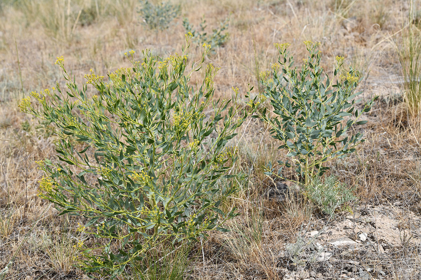 Изображение особи Haplophyllum perforatum.